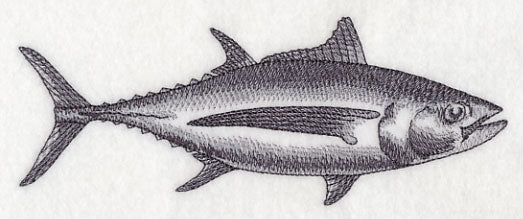 Albacore Tuna Sketch - Image 2