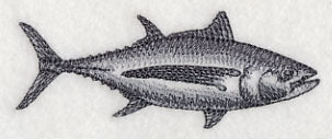 Albacore Tuna Sketch - Image 3