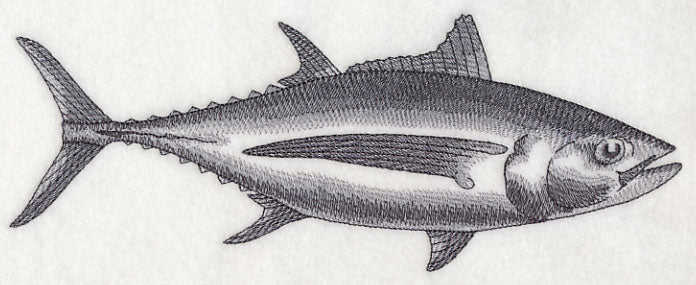 Albacore Tuna Sketch - Image 4