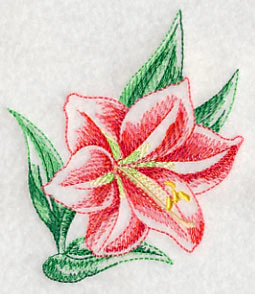Amaryllis Beauty - Image 5