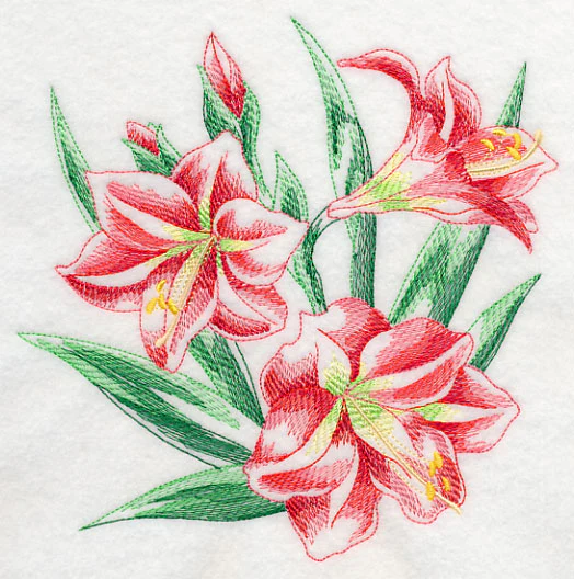 Amaryllis Sketch - Image 2