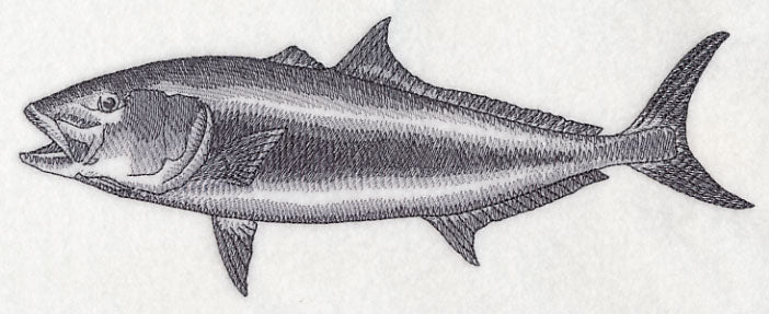 Amberjack Sketch - Image 4