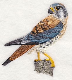 American Kestrel at Rest - Image 2