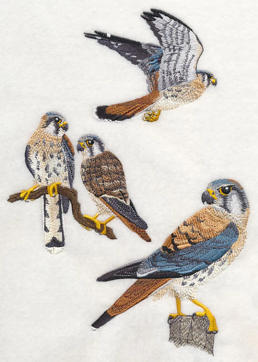 American Kestrel Collage - Image 2