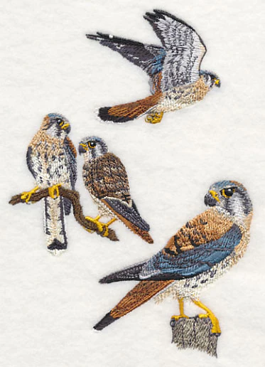 American Kestrel Collage - Image 4