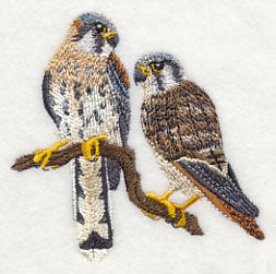 American Kestrel Pair - Image 2