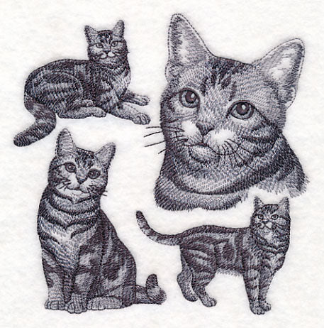 American Shorthair Cat Sketch - Image 3