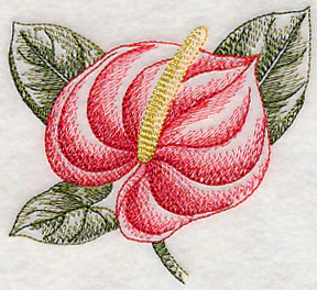 Anthurium Beauty - Image 5
