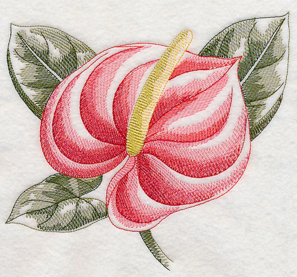 Anthurium Beauty - Image 6