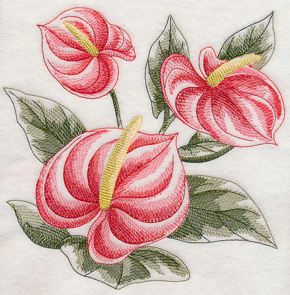 Anthurium Sketch - Image 6