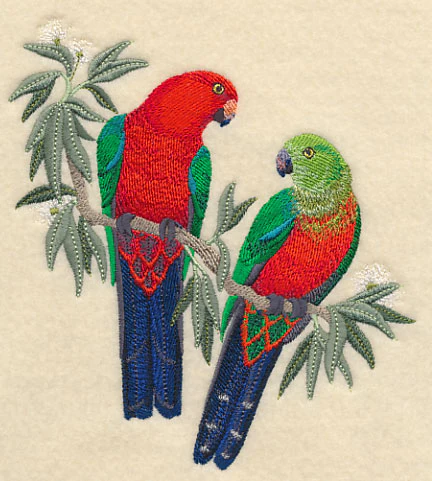 Australian King Parrots in Eucalyptus Tree - Image 2