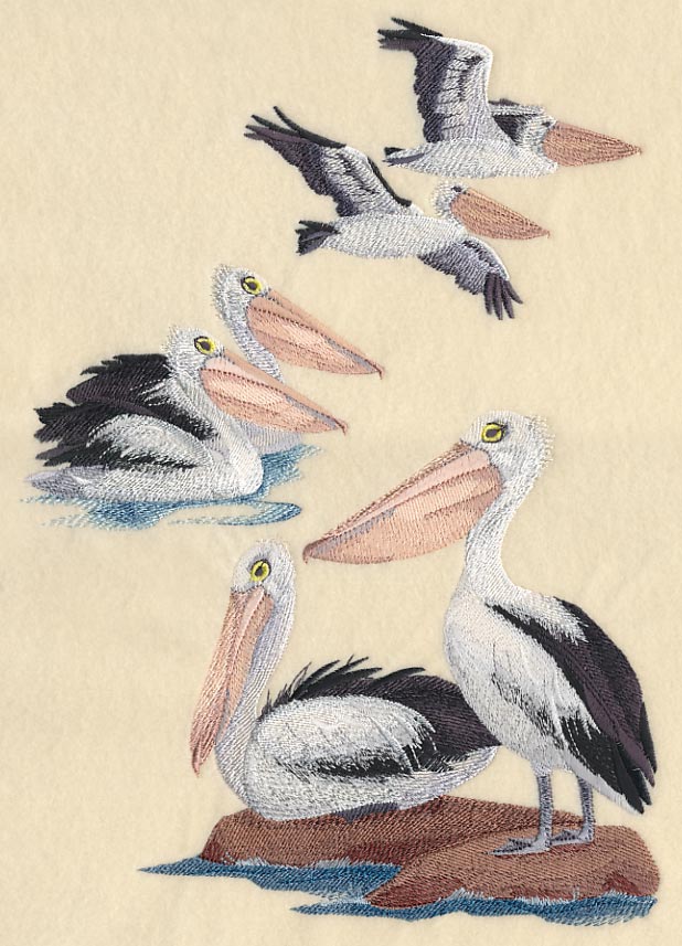 Australian Pelican Collage - Image 6