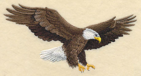 Bald Eagle in Flight - Image 3