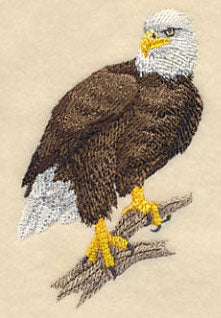 Bald Eagle Perching 2 - Image 2