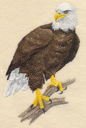 Bald Eagle Perching 2 - Image 3
