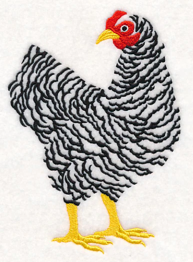 Barred Plymouth Rock Hen - Image 2
