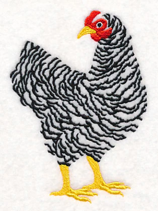 Barred Plymouth Rock Hen - Image 3