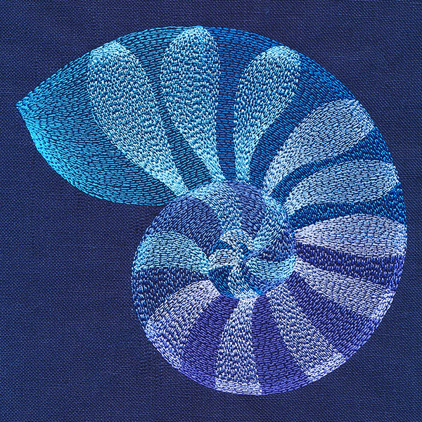 Beautiful Shark Eye Shell - Image 2