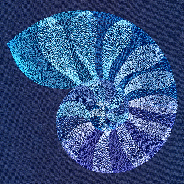 Beautiful Shark Eye Shell - Image 5