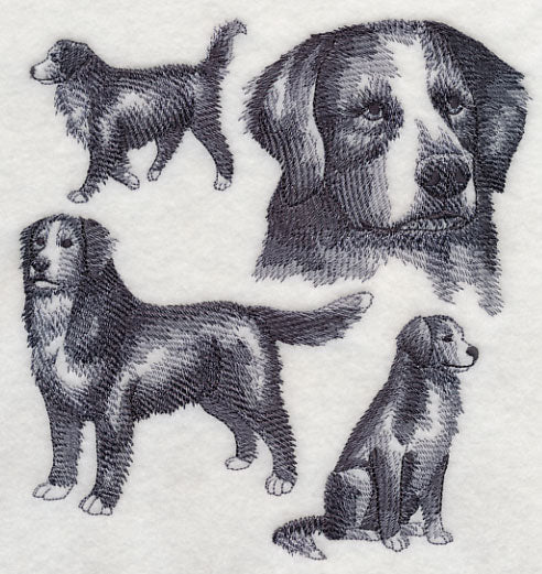 Bernese Mountain Dog Sketch - Image 2