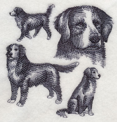 Bernese Mountain Dog Sketch - Image 4