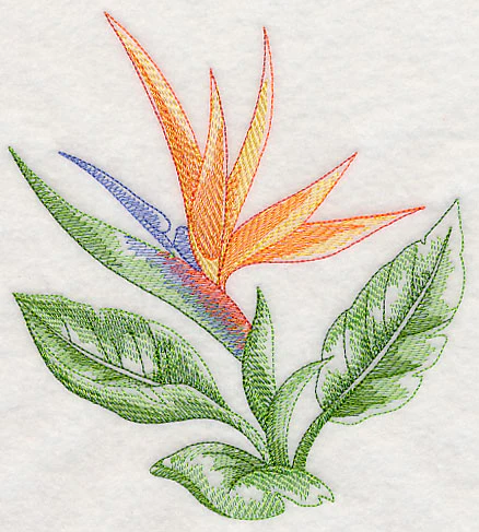 Bird of Paradise Beauty - Image 3