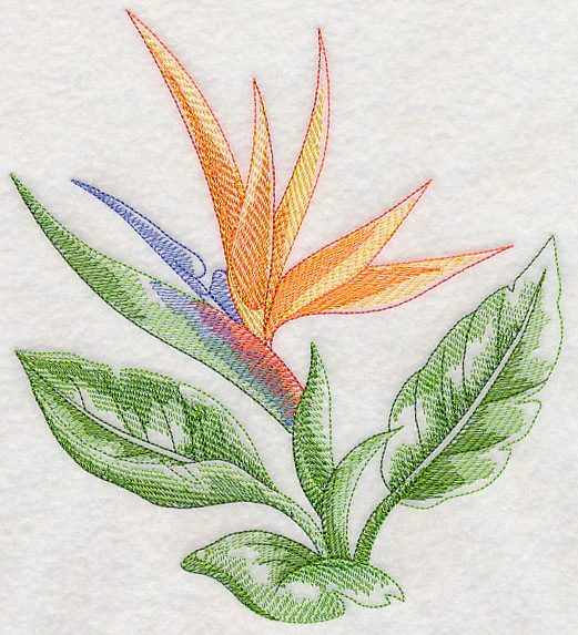 Bird of Paradise Beauty - Image 6