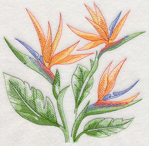 Bird of Paradise Sketch - Image 2