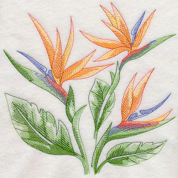 Bird of Paradise Sketch - Image 6