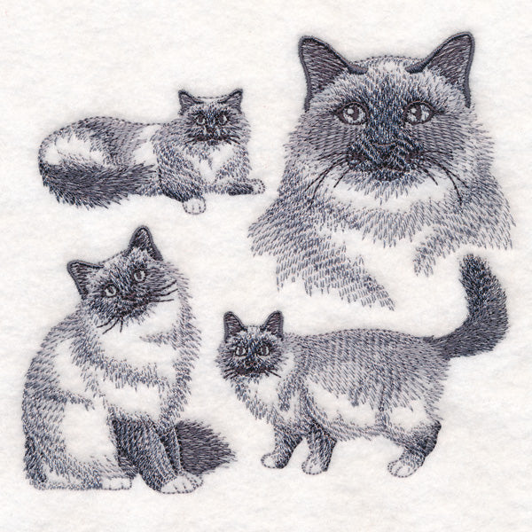 Birman Cat Sketch - Image 3