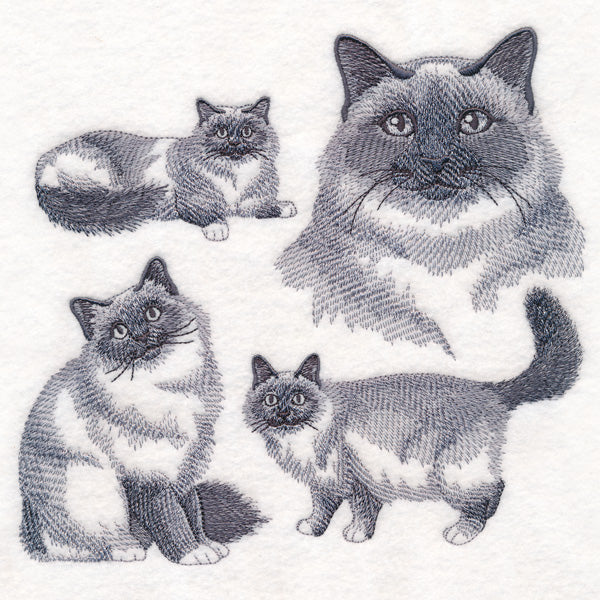 Birman Cat Sketch - Image 4