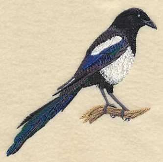 Black-Billed Magpie - Image 3