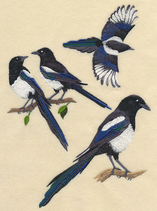 Black-Billed Magpie Collage - Image 4