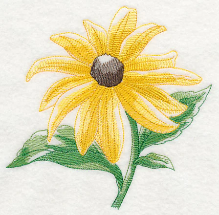 Black-eyed Susan Beauty - Image 3