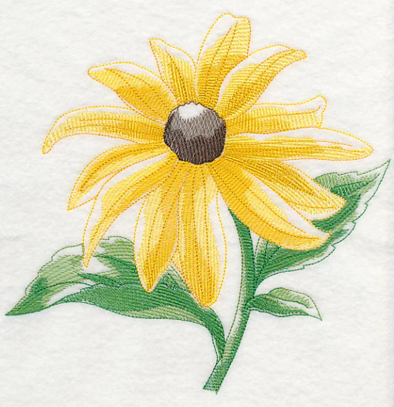 Black-eyed Susan Beauty - Image 6
