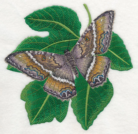 Black Witch Moth - Image 2