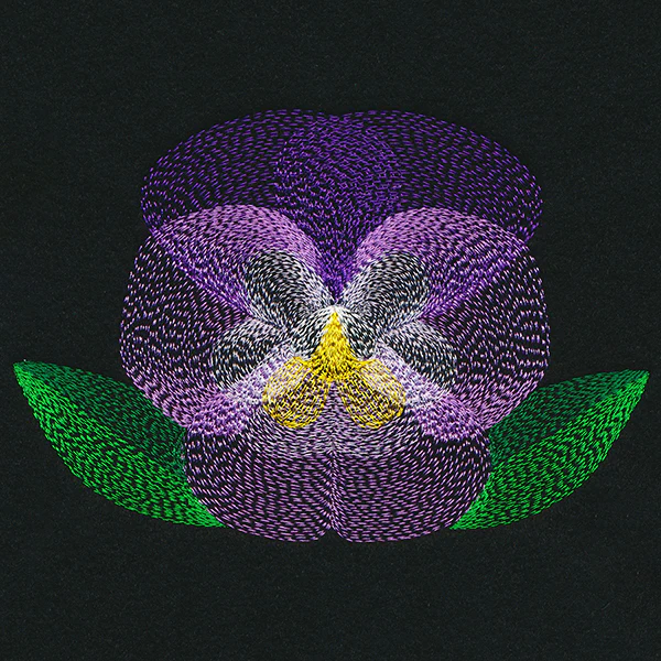 Blooming Garden Pansy - Image 3