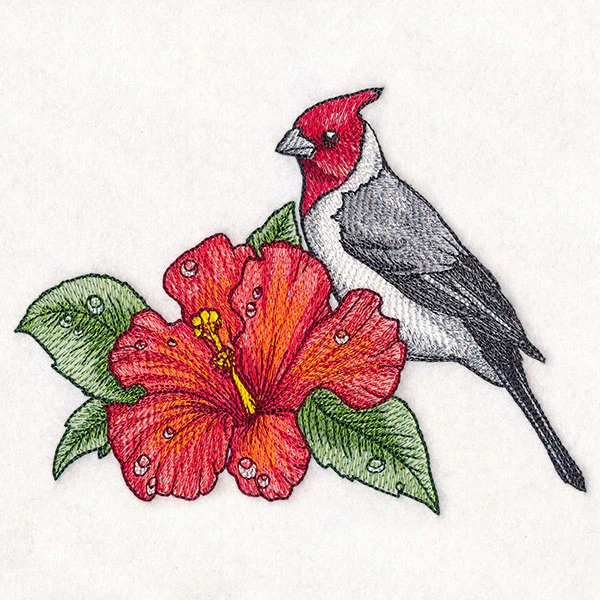 Blooming
Hibiscus and Red-crested Cardinal - Image 5