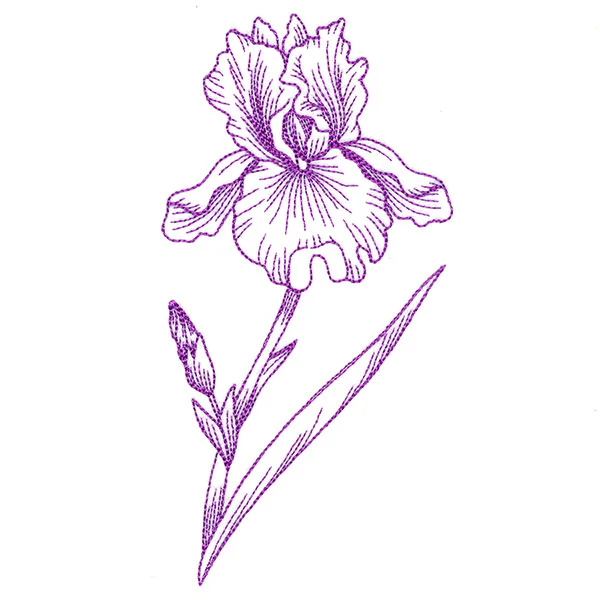 Blossoming Iris Etching - Image 4