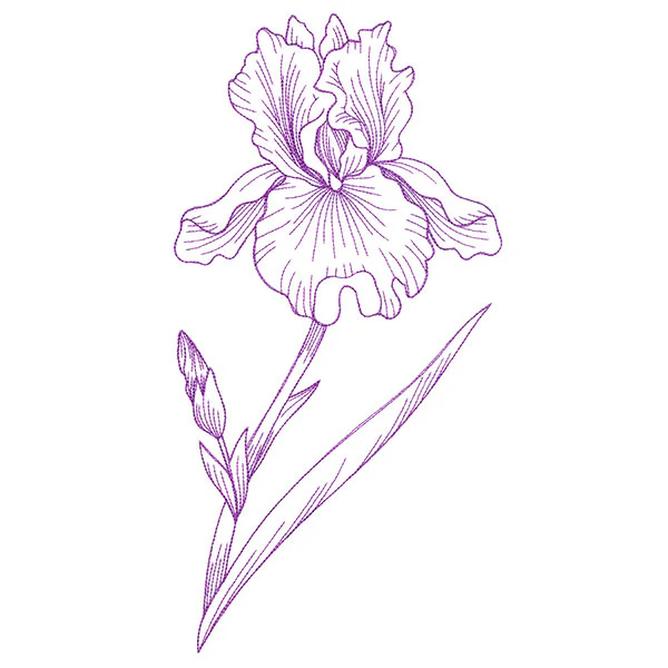 Blossoming Iris Etching - Image 5