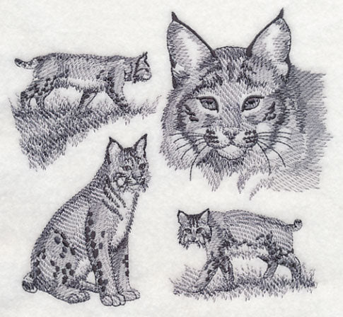 Bobcat Sketch - Image 2