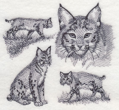 Bobcat Sketch - Image 3