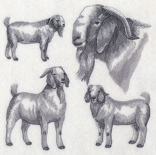 Boer Goat Sketch - Image 2