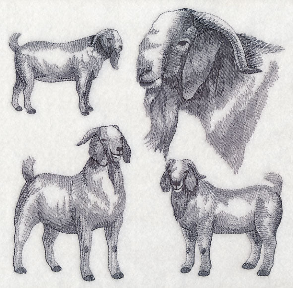 Boer Goat Sketch - Image 5