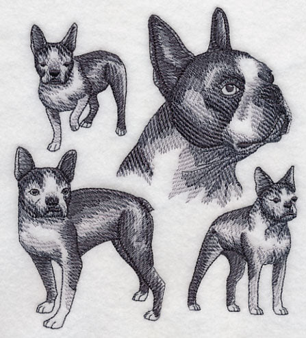 Boston Terrier Sketch - Image 3