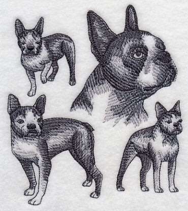 Boston Terrier Sketch - Image 4