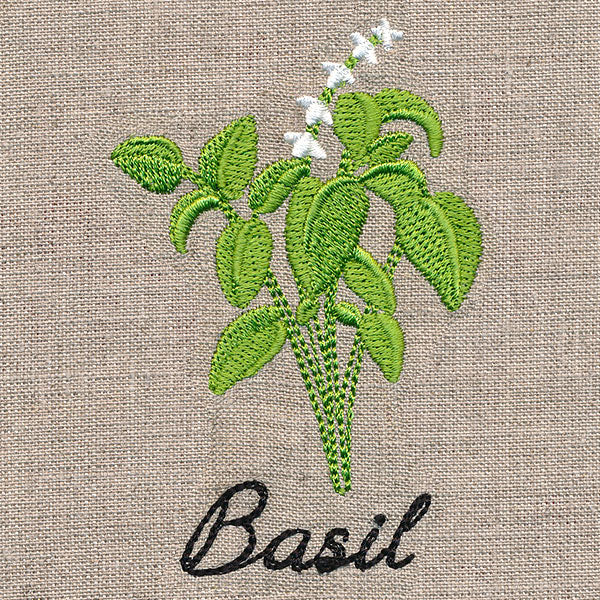 Botanical Herbs - Basil - Image 5