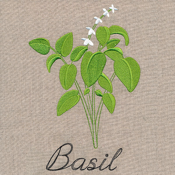 Botanical Herbs - Basil - Image 6