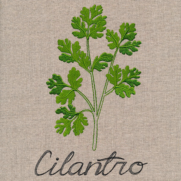 Botanical Herbs - Cilantro - Image 2