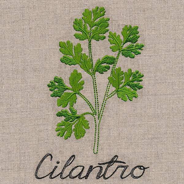 Botanical Herbs - Cilantro - Image 4